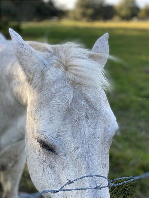 Tiny photo for 10312 County Road 209, Oxford, FL 34484 (MLS # P4923941)