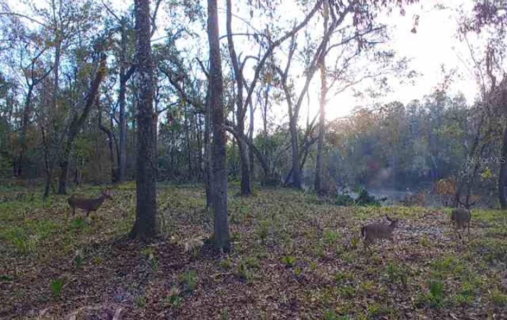 Photo of SW Dragon Way, Jasper, FL 32052 (MLS # A4675881)