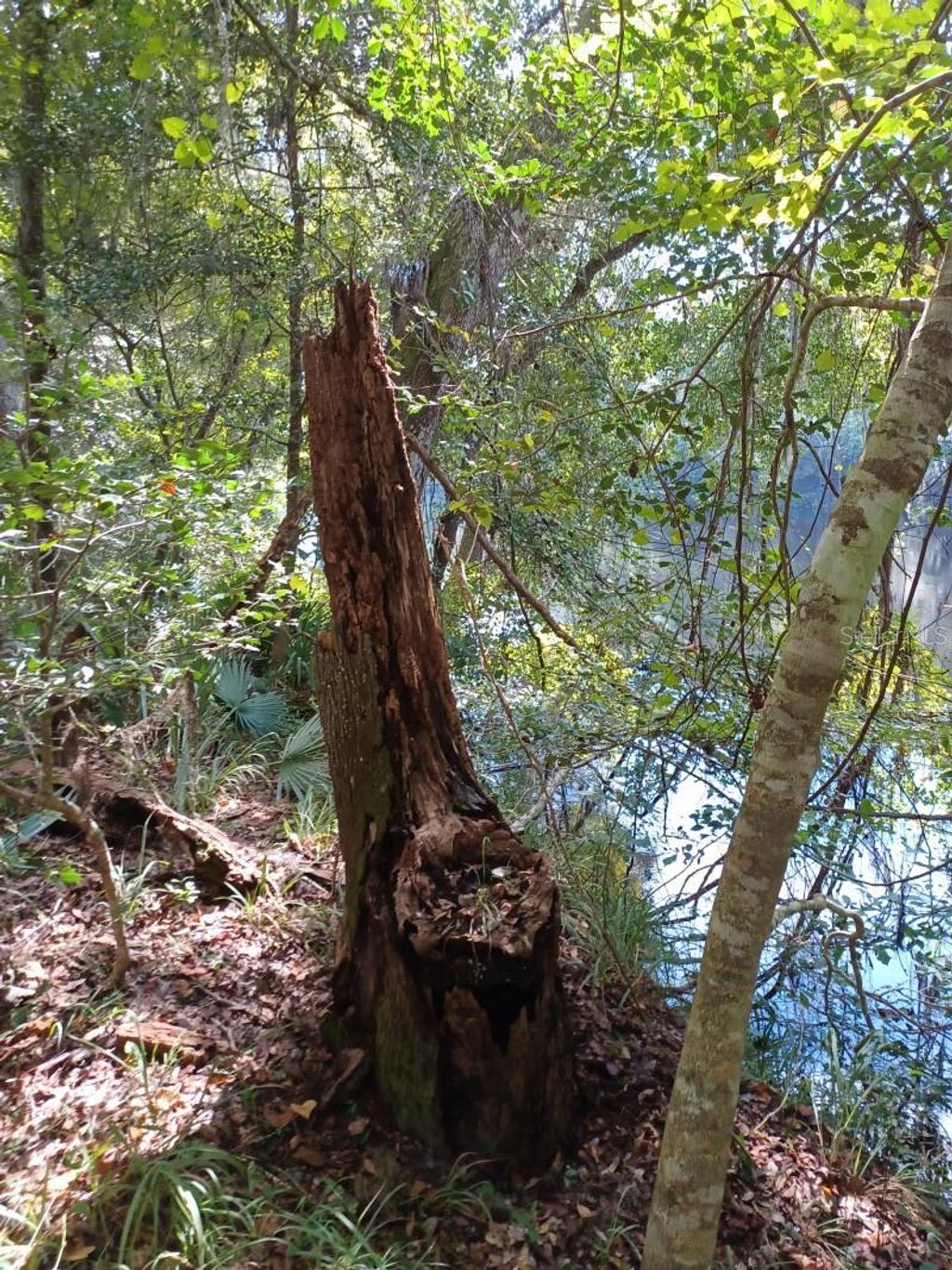 Photo of SW Dragon Way, Jasper, FL 32052 (MLS # A4675881)