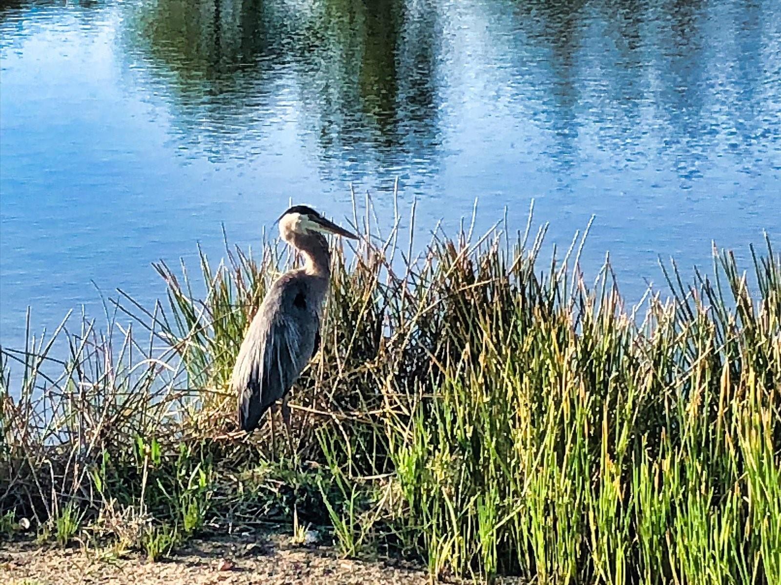 BOCA ROYALE UN 13 - Residential