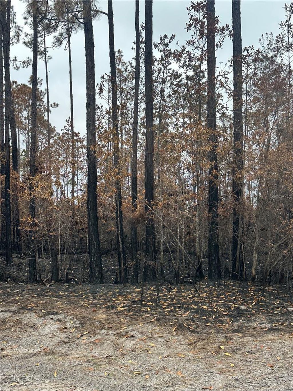 Photo of Tbd NW 2nd Avenue, Palatka, FL 32177 (MLS # GC539891)