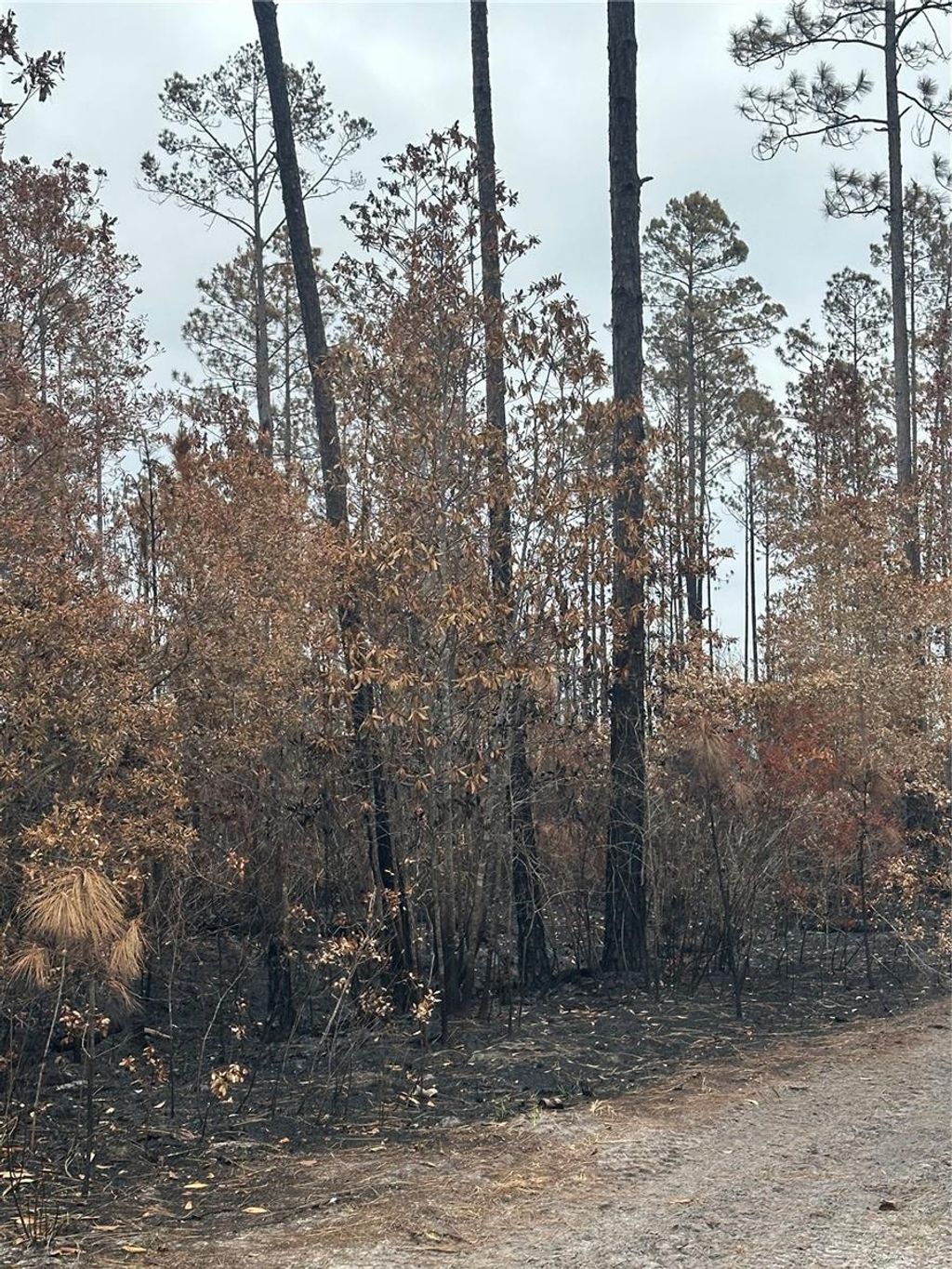 Photo of Tbd NW 2nd Avenue, Palatka, FL 32177 (MLS # GC539891)