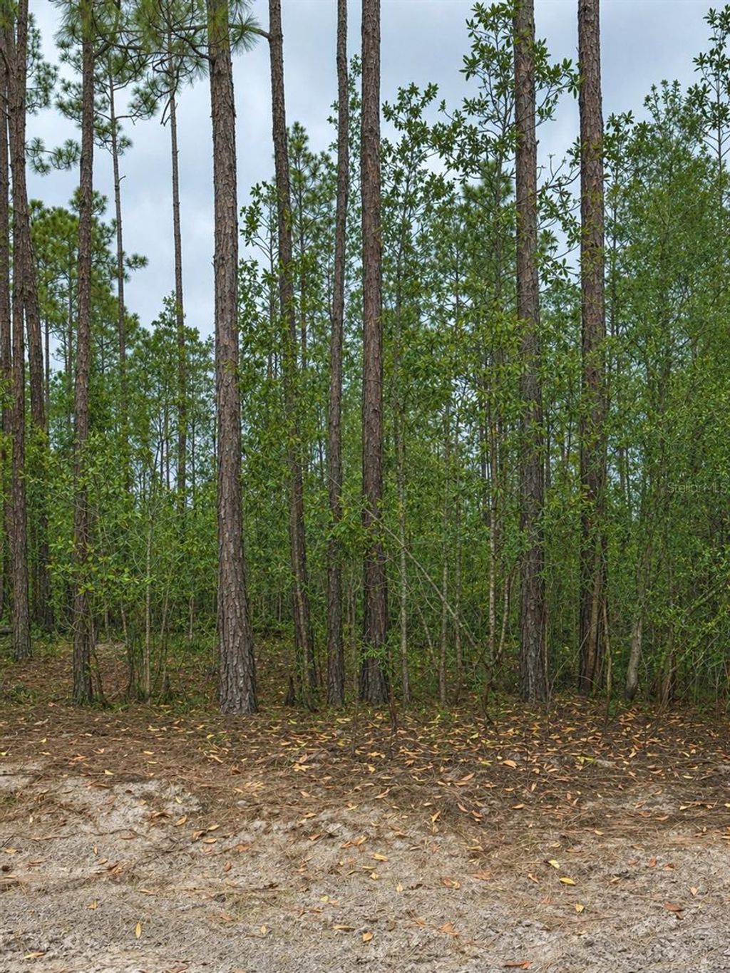 Photo of Tbd NW 2nd Avenue, Palatka, FL 32177 (MLS # GC539891)