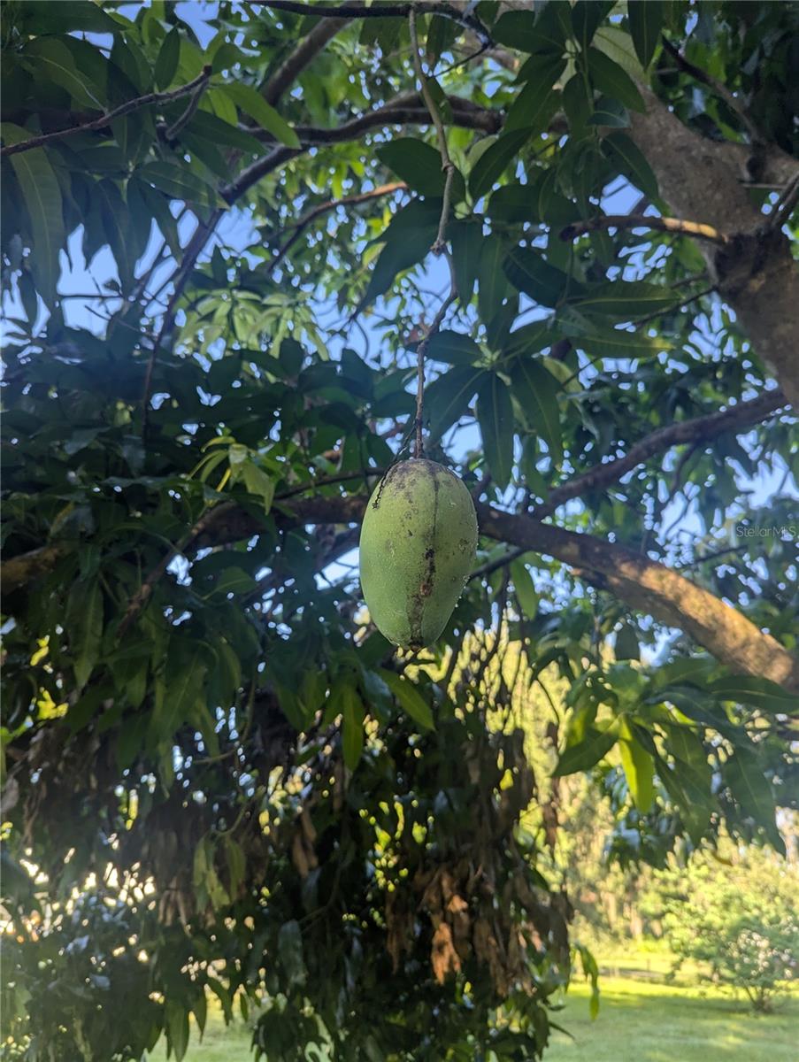 ORANGE PARK PLAN - Land