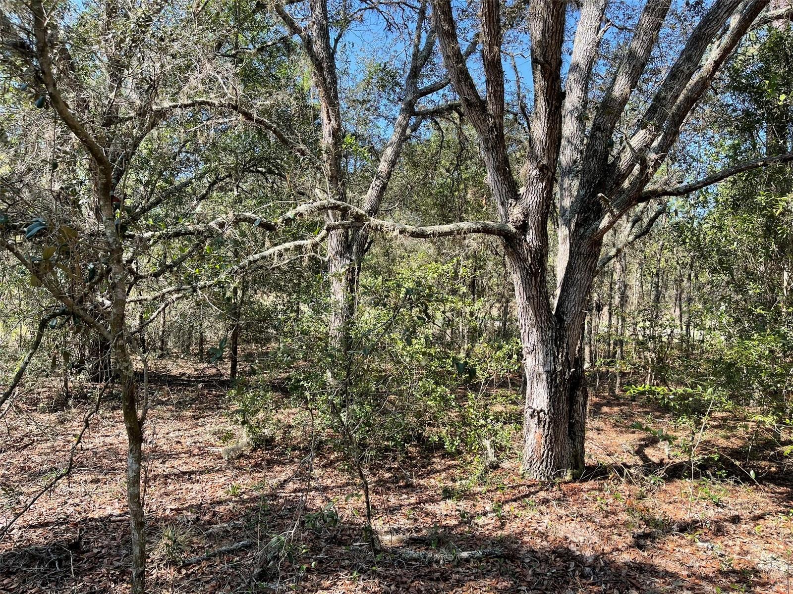 CITRUS SPRINGS UNIT 3 - Land