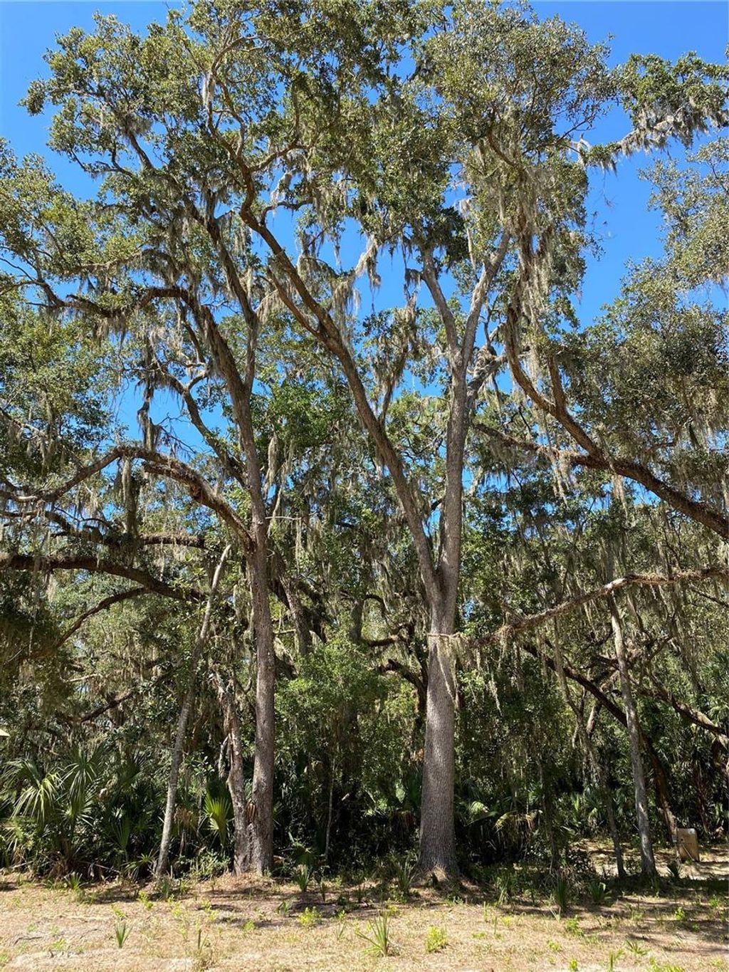 Photo of 12641 W Amur Maple Place, Crystal River, FL 34428 (MLS # O6347468)