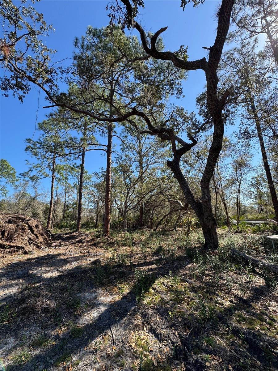 SOUTH SHORE OAKS REP - Land