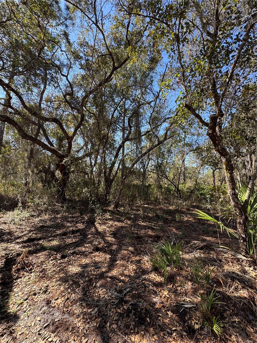 SOUTH SHORE OAKS REP - Land