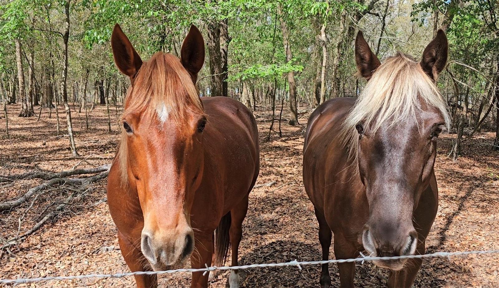 TRILBY TRAILS - Residential
