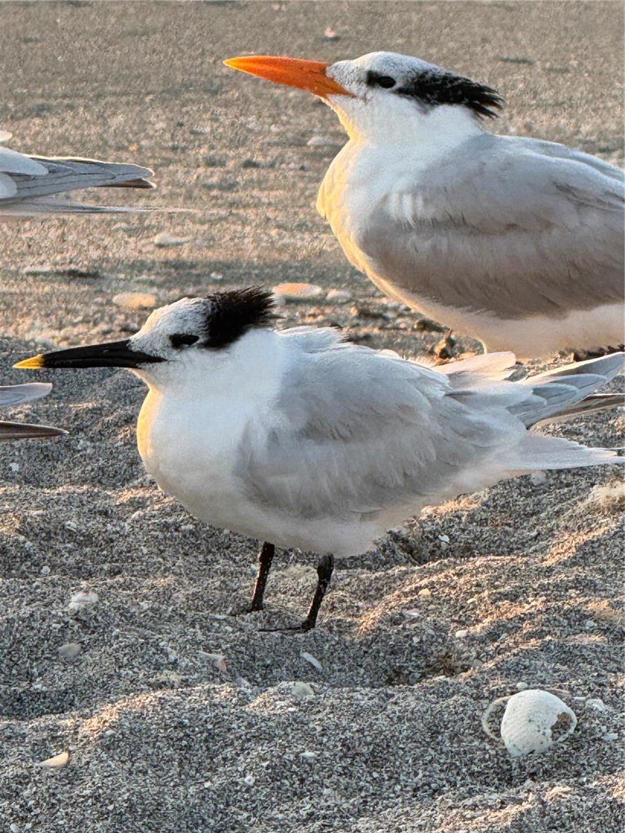 CASA SEVILLE - Residential