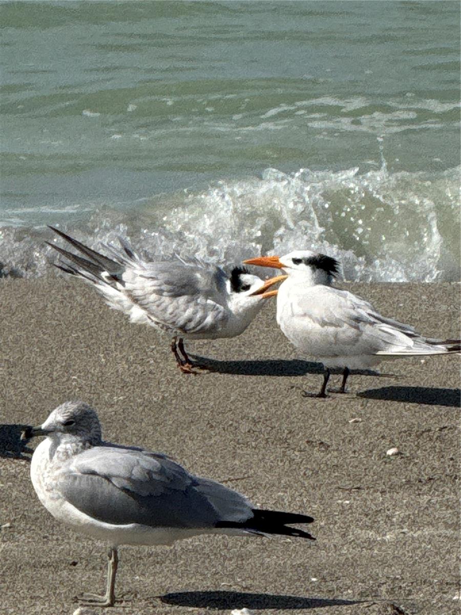 CASA SEVILLE - Residential