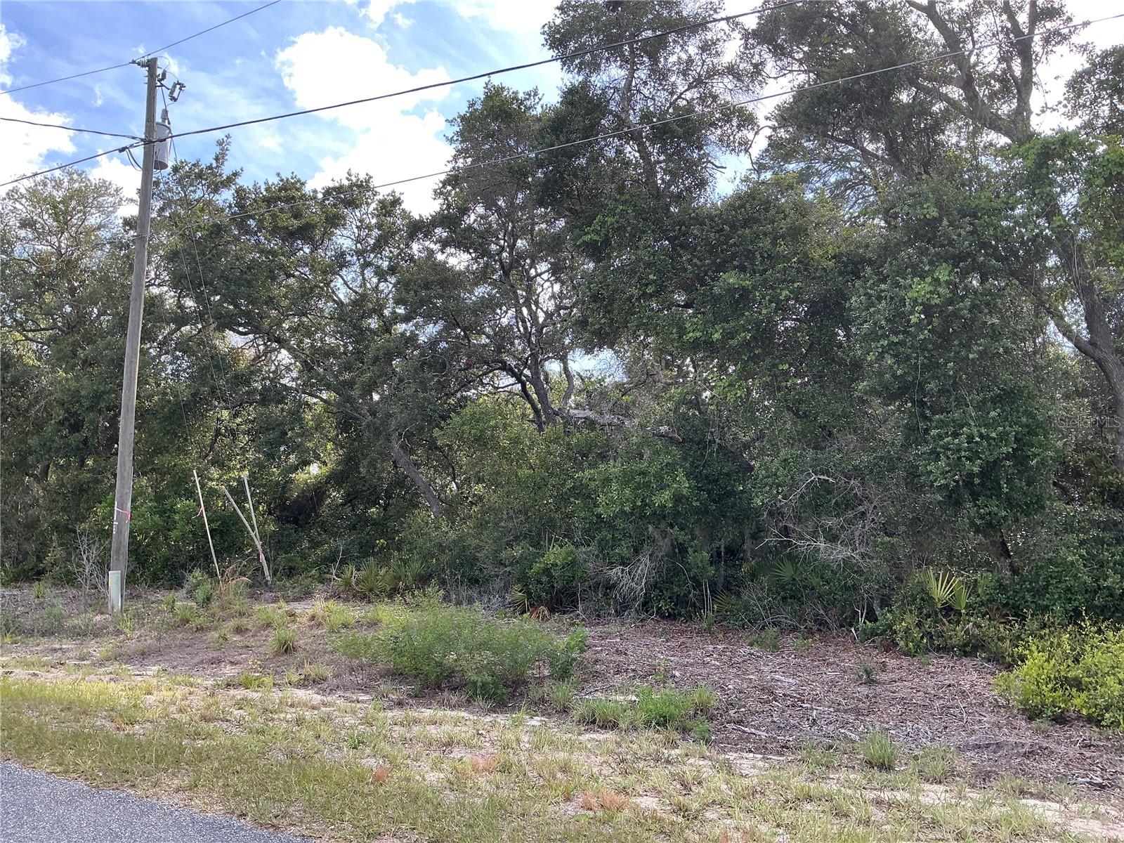 OLIVE ROAD