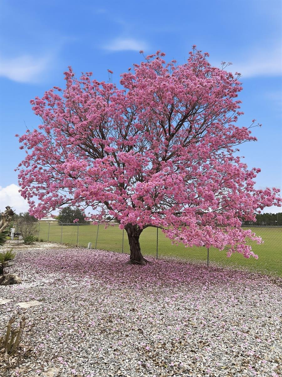 POLO PARK PH 03-B - Residential