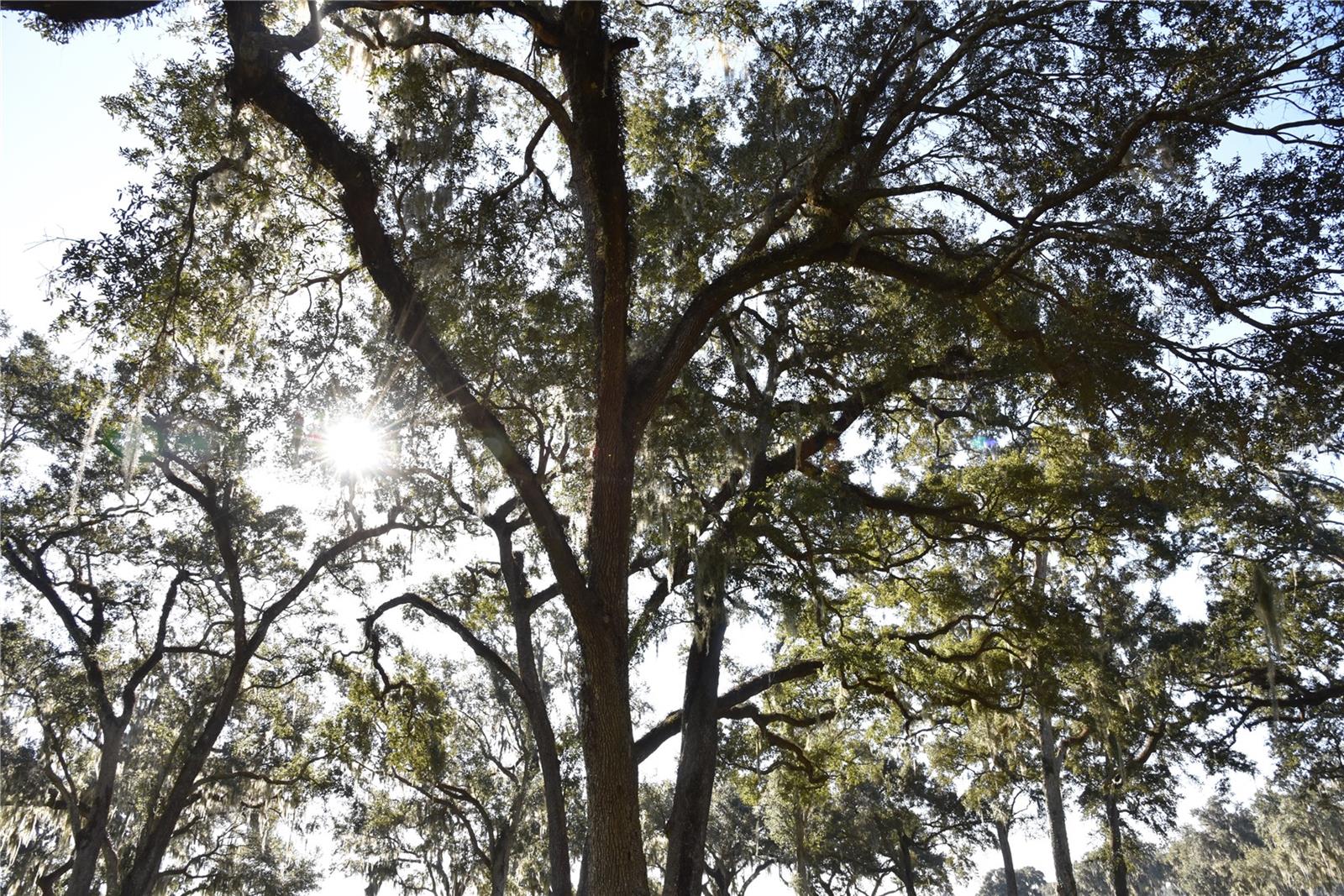 SILVERLEAF HILLS - Land