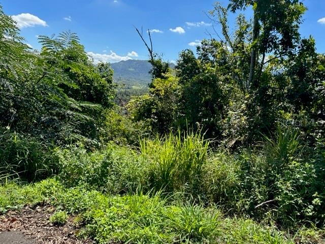 PARCELA BO TURABO - Residential