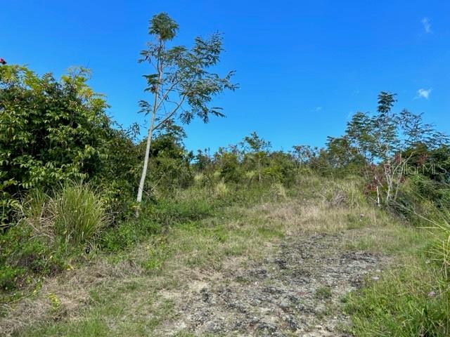 PARCELA BO TURABO - Residential