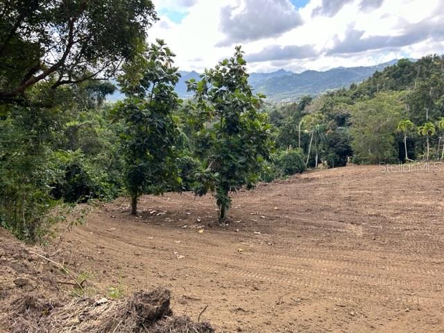 PARCELA BO TURABO - Residential