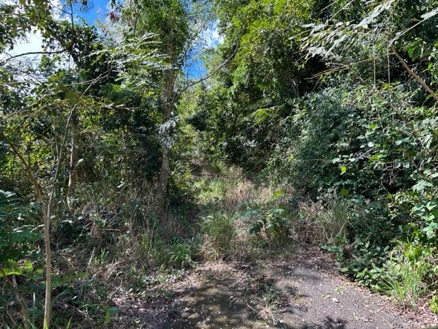 PARCELA BO TURABO - Residential