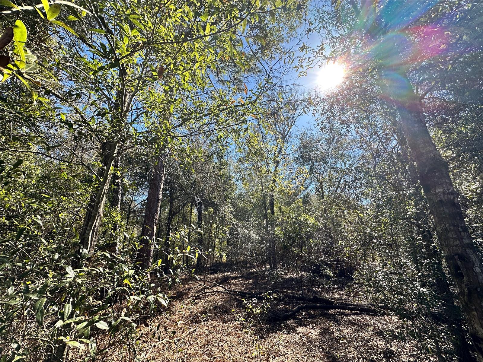 DIVERSIFIED PROPERTIES - Land