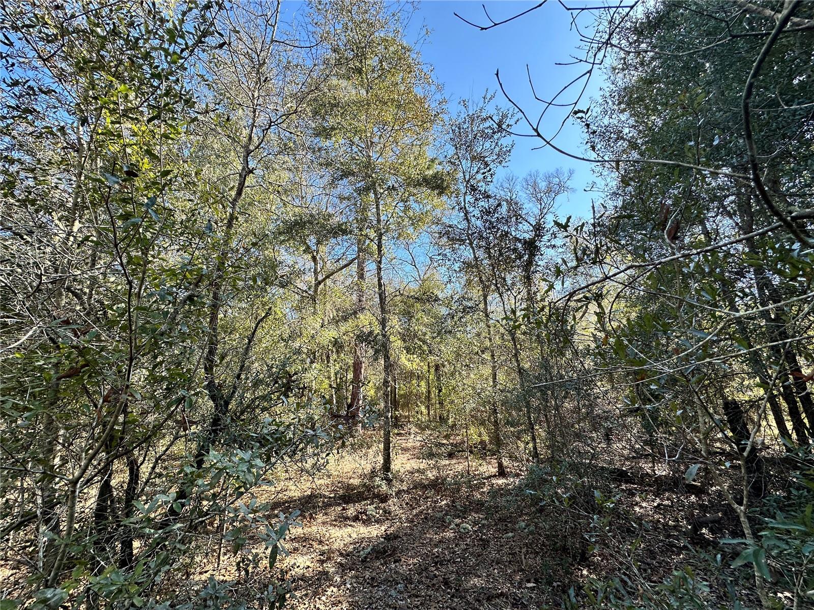 DIVERSIFIED PROPERTIES - Land