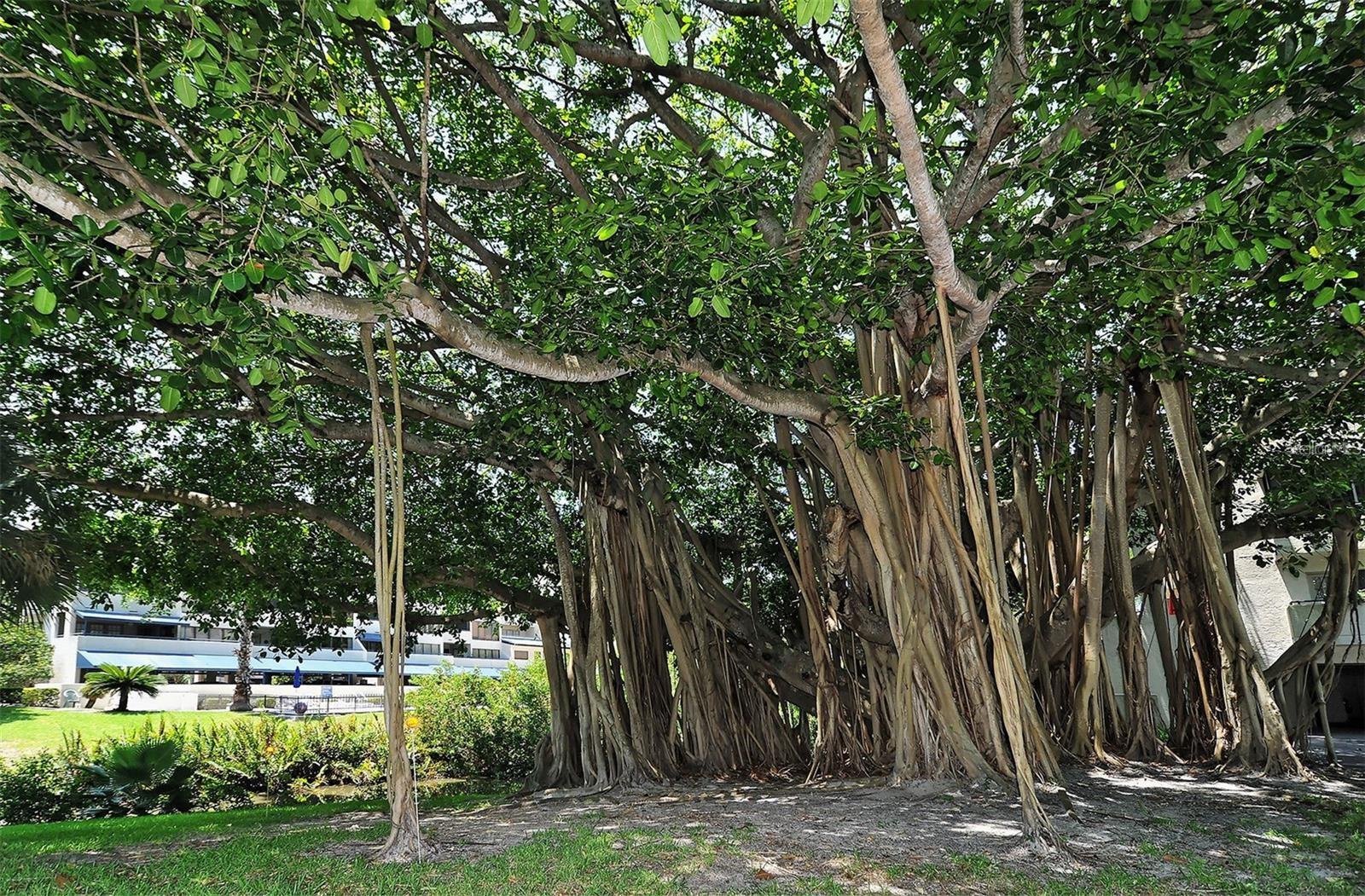 CENTRAL PARK - Residential Lease