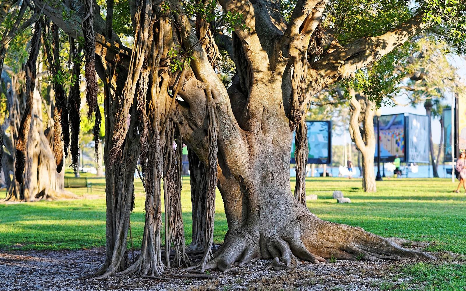 CENTRAL PARK - Residential Lease