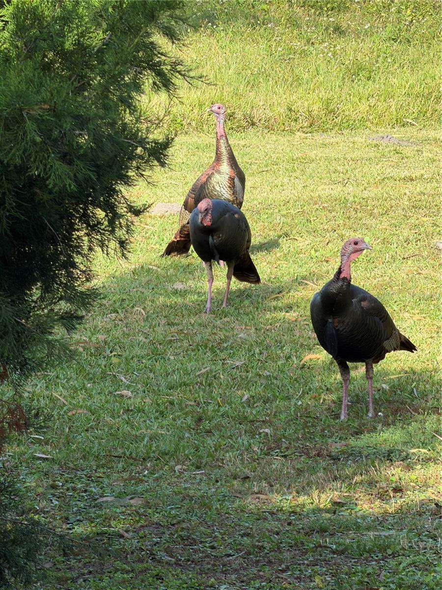 SHEOAH SEC 1 - Residential