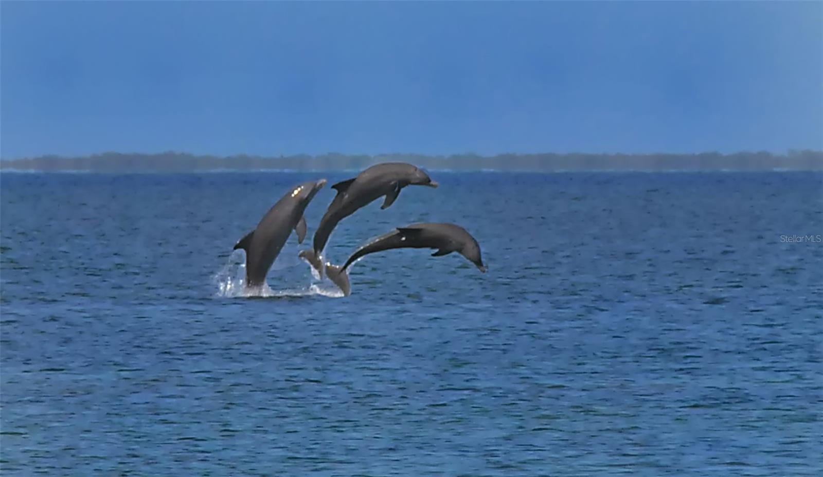 ISLAND REEF I - Residential