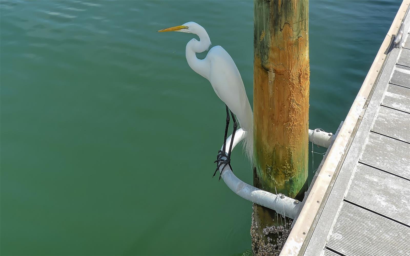 SPANISH MAIN YACHT CLUB - Residential