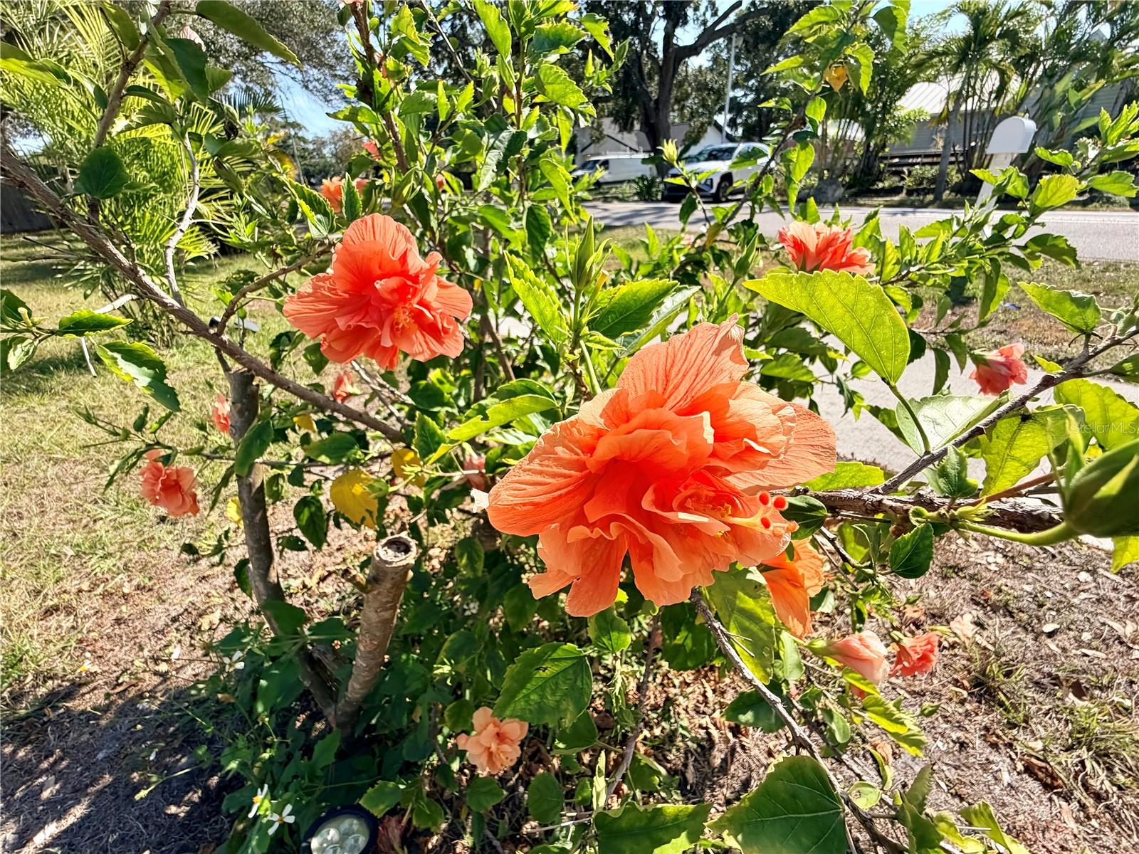 BIG ACRES - Residential Lease