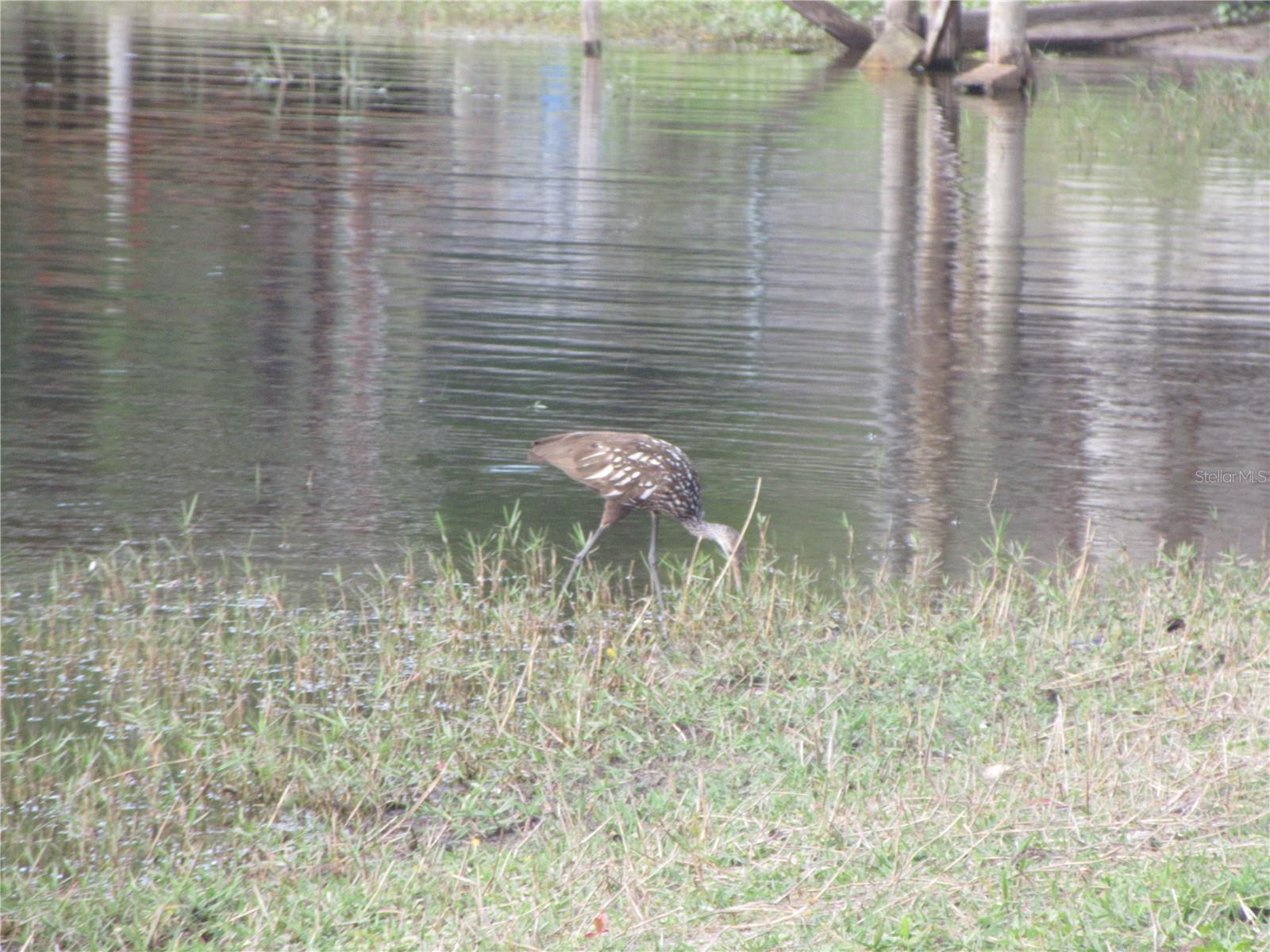 SILVER SPRINGS VILLAGE - Residential