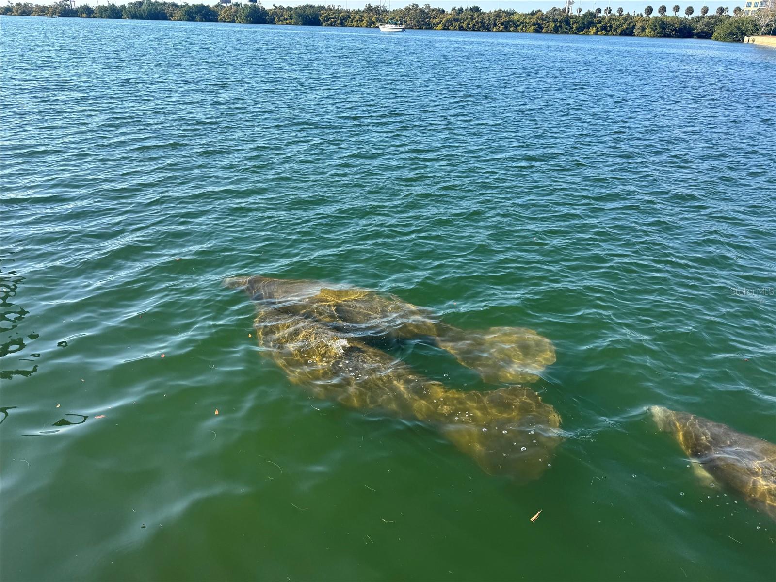 MARINER CONDO APTS - Residential