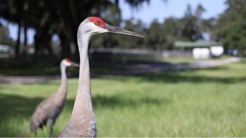 Tiny photo for 5540 SE 157th Street Road #(Option 1), Summerfield, FL 34491 (MLS # OM710941)