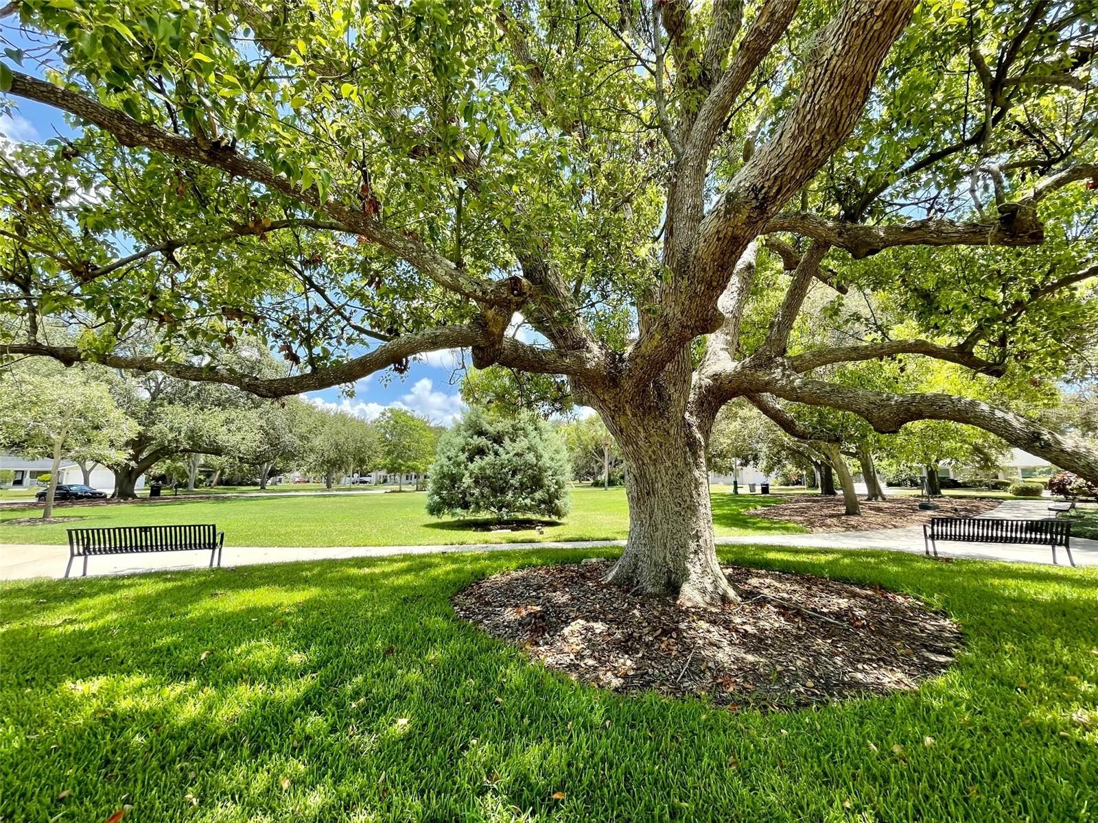 BELLEVIEW BILTMORE VILLAS BAYSHORE - Residential