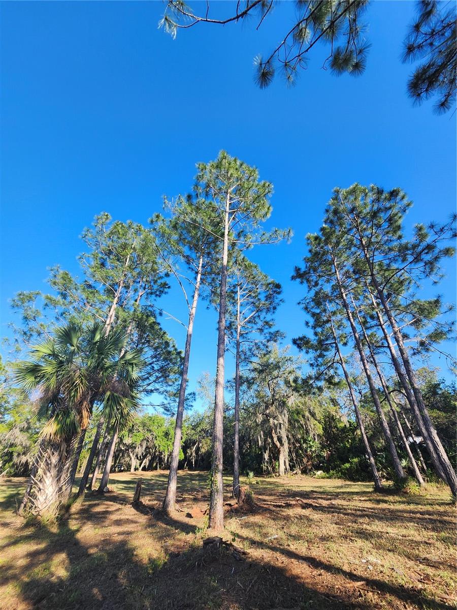 2332 MITCHELL ISLAND ROAD