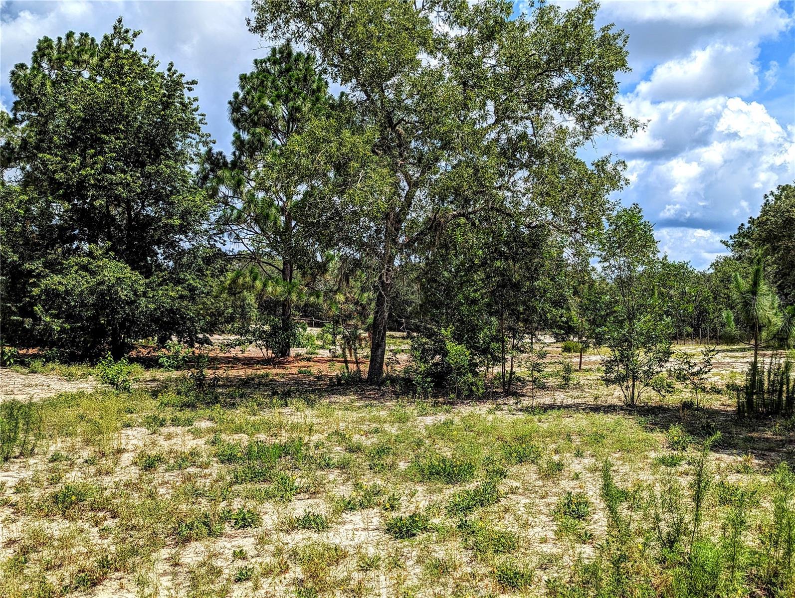 HILLS/FLORIDA WOODS - Land