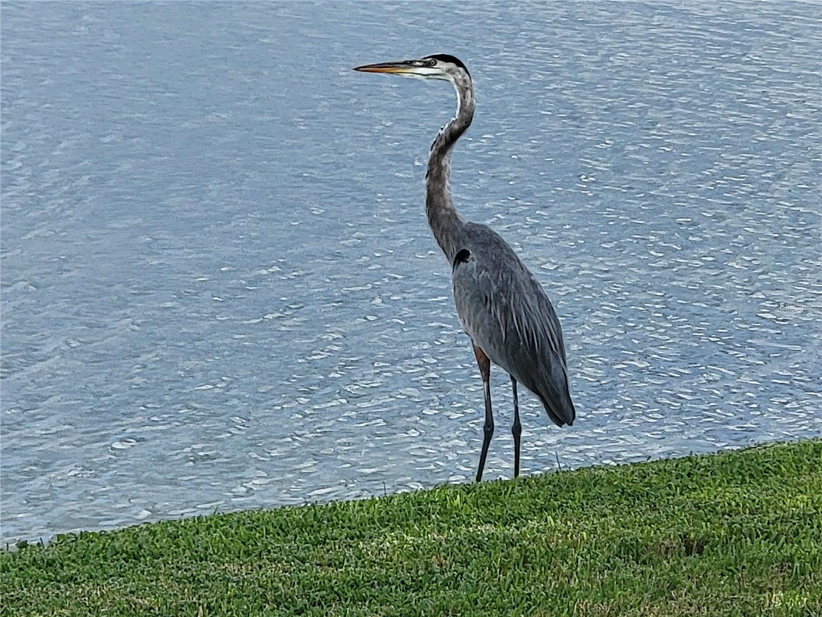 VILLAGIO - Residential