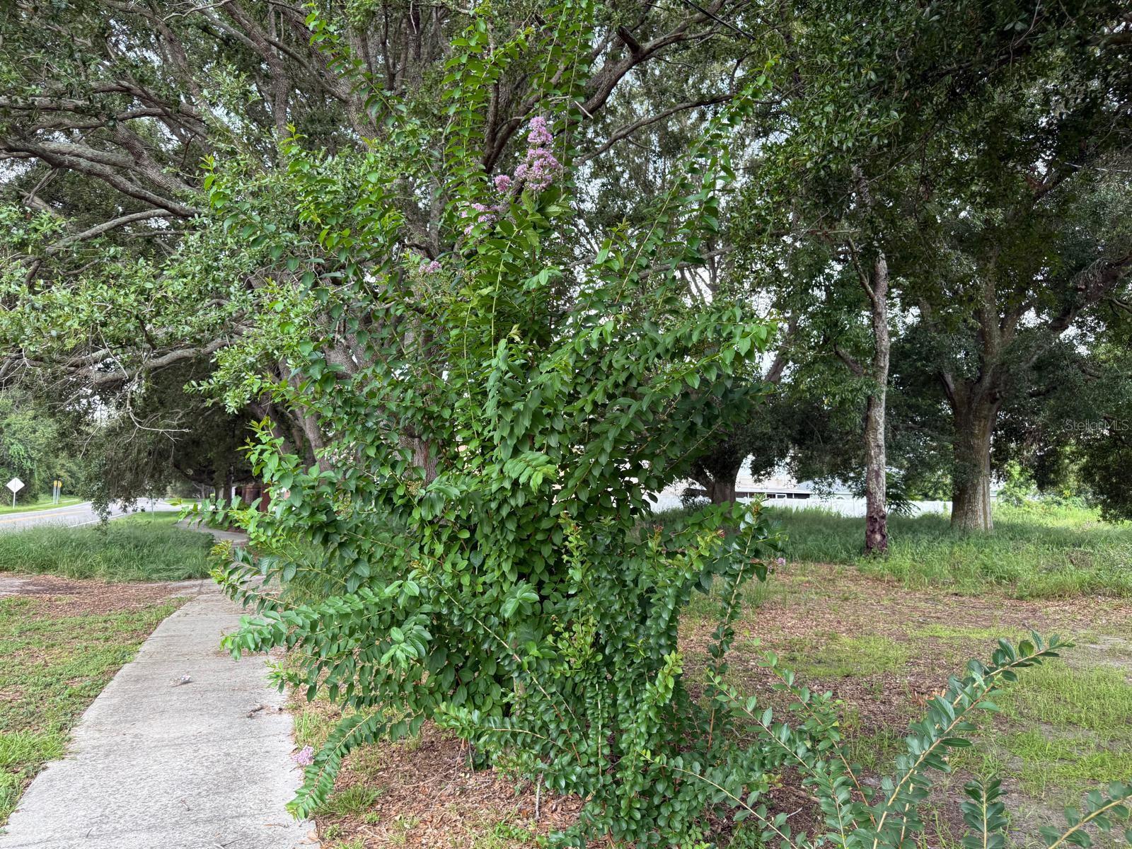 MASCOTTE STIEFEL SUB - Residential