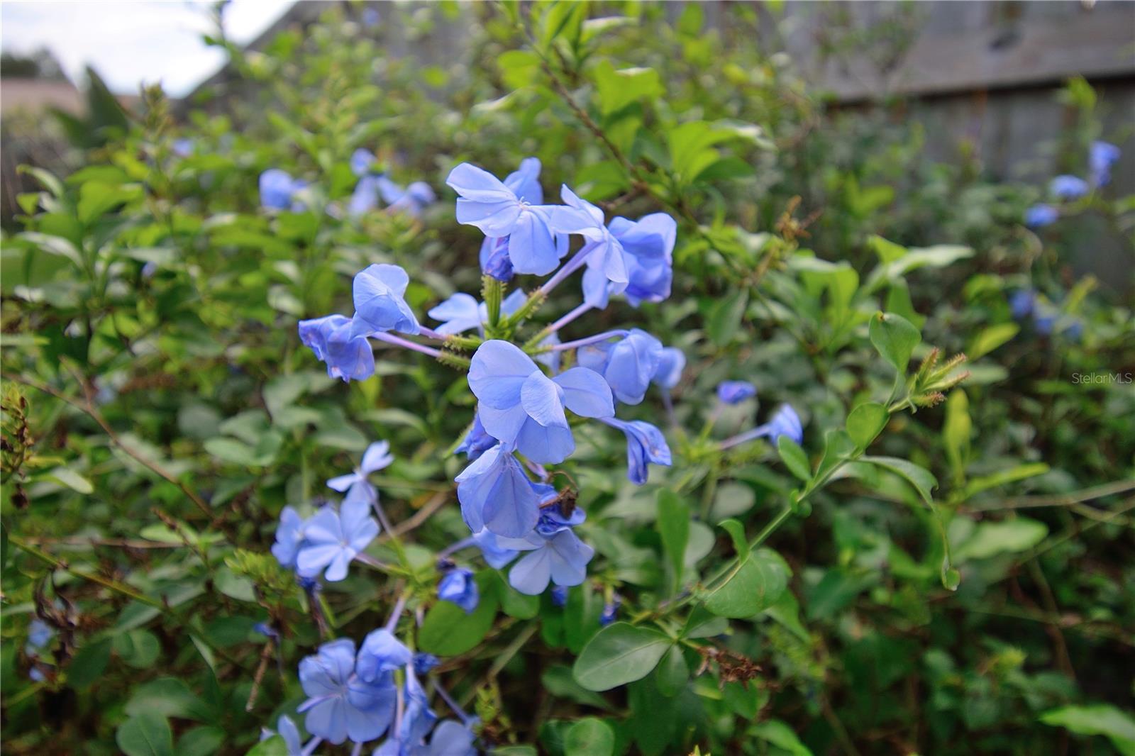 FOX LAKE MANOR SEC 01 - Residential