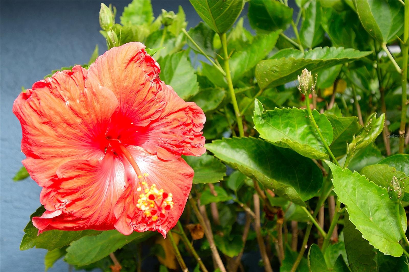 FOX LAKE MANOR SEC 01 - Residential