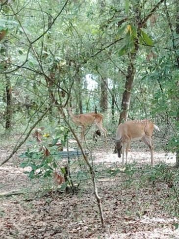 ICHETUCKNEE RIVER ESTATE - Residential