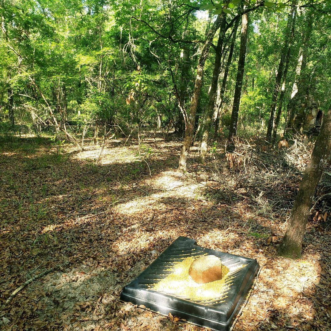 ICHETUCKNEE RIVER ESTATE - Residential