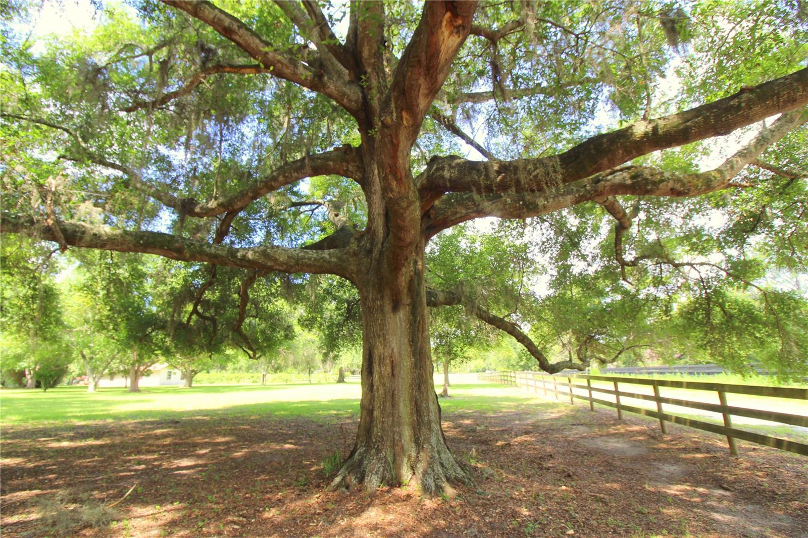 GREEN TURF ACRES - Residential