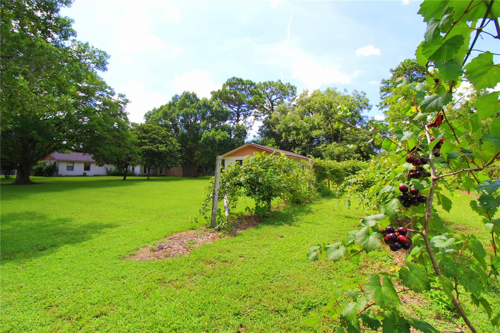 GREEN TURF ACRES - Residential