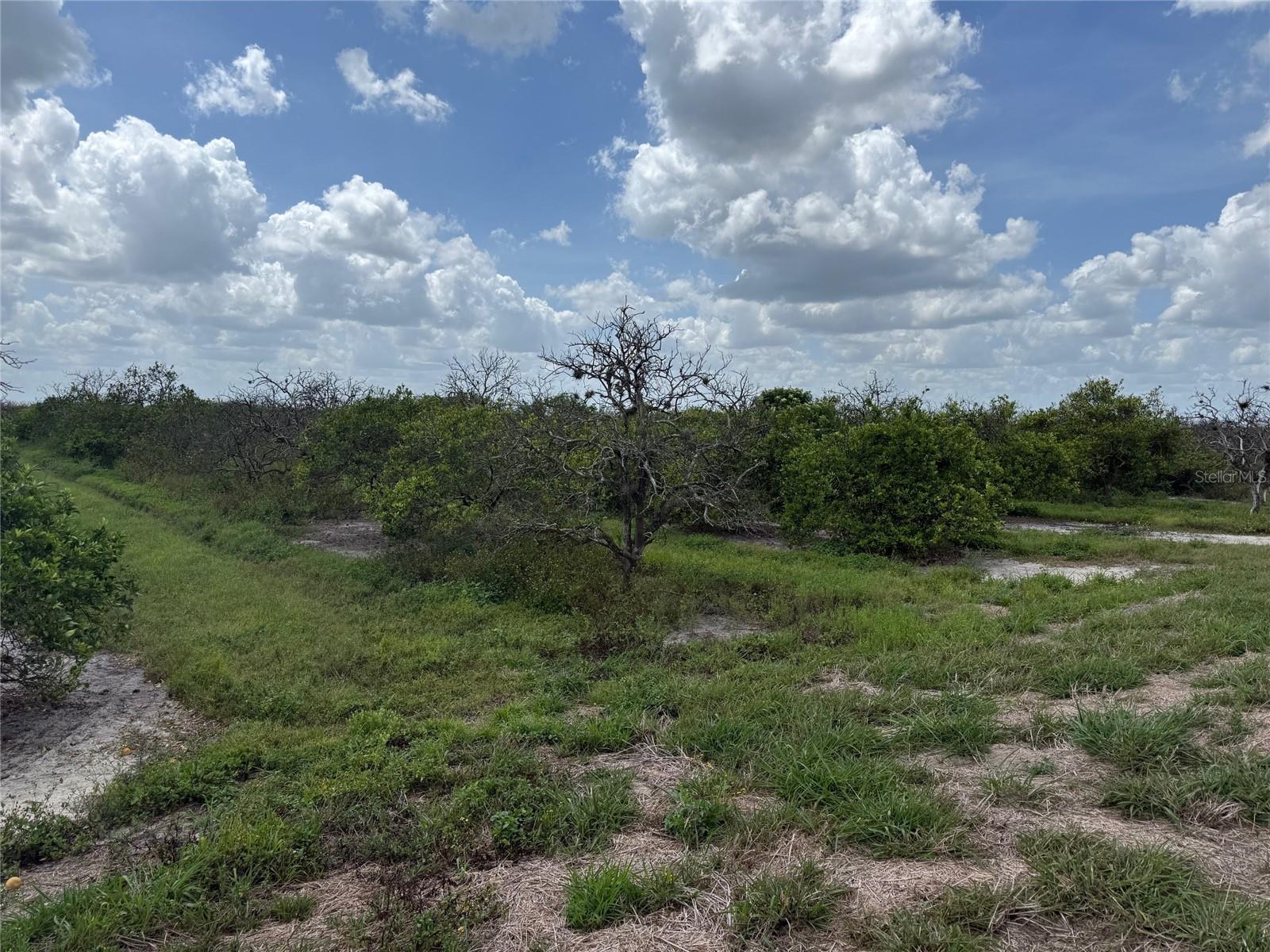 Ready to start your next ag-venture? This 5-acre old grove, nestled among acres and acres of citrus trees, offers the perfect canvas for your agricultural dreams. Whether you're envisioning a thriving garden, a fresh grove of citrus trees, or something entirely unique, this property provides the space and setting to make it happen. While the existing trees are likely dead and will need to be cleared, the land is "ready to grow" and just waiting for new life to be planted. Zoned A-10, this property opens the door to a variety of agricultural possibilities—buyers are encouraged to contact the DeSoto County Building and Zoning Department directly for information about permitted uses. Bring your boots, your big ideas, and start planning what comes next.