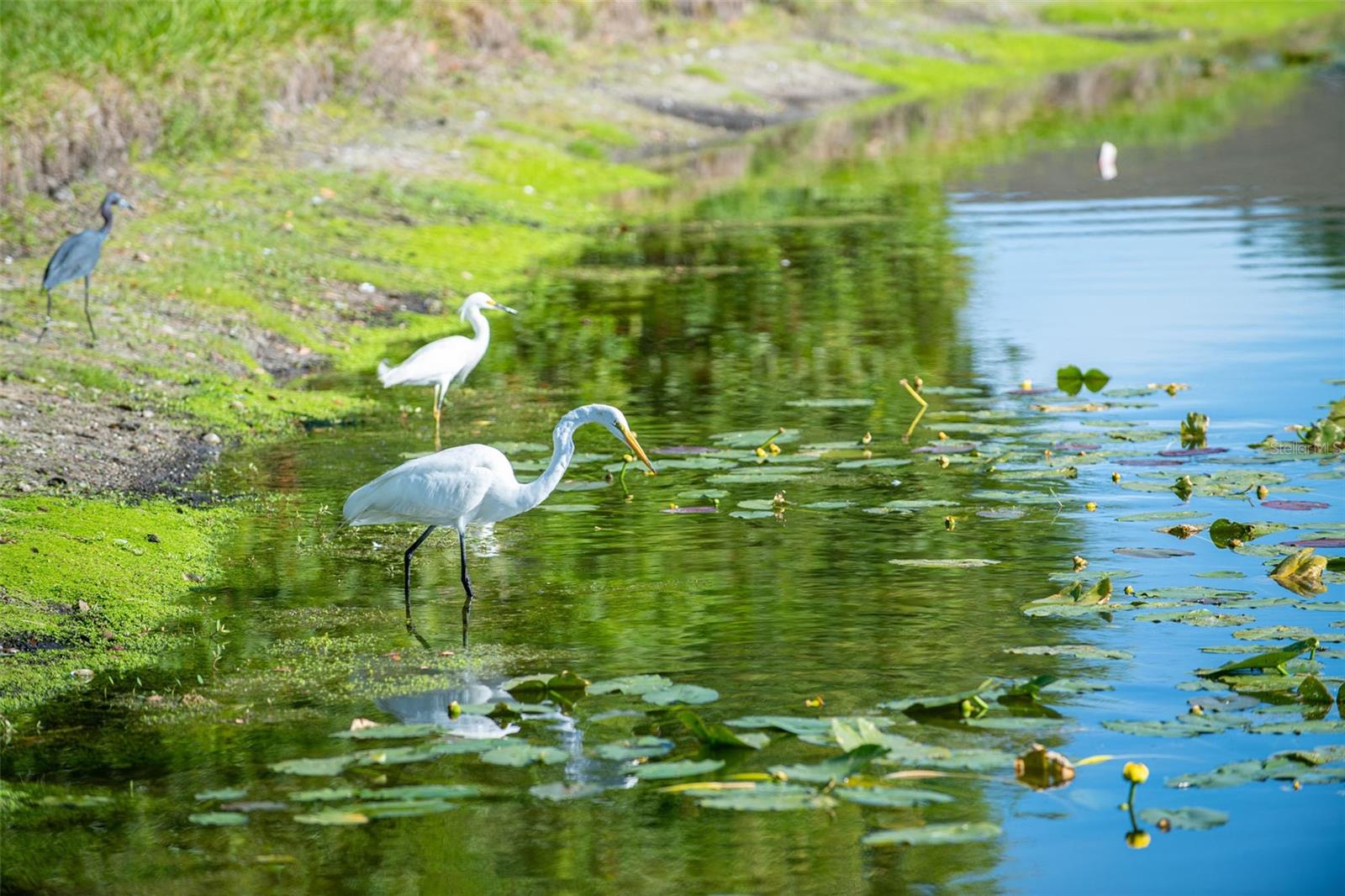 HERITAGE OAKS GOLF & COUNTRY CLUB - Residential