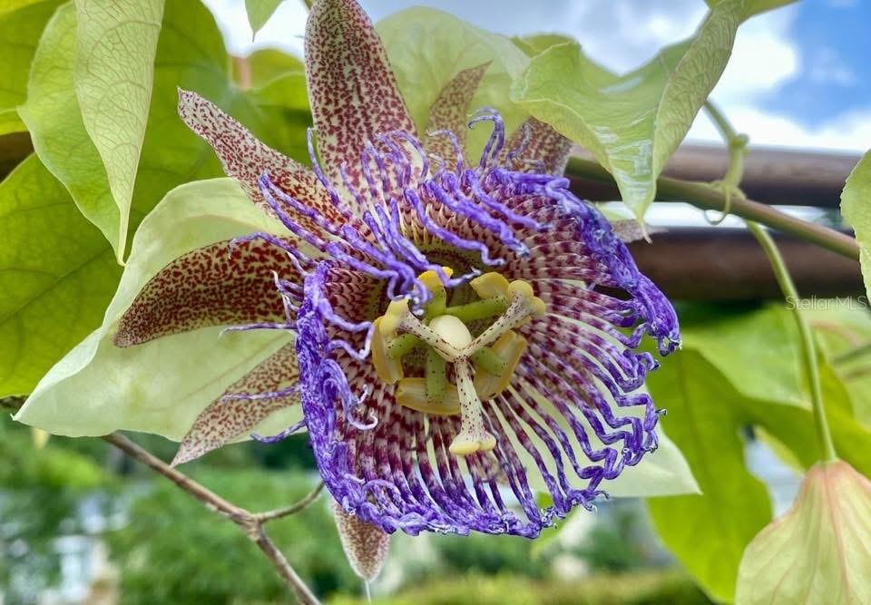 SUN HAVEN HOMES - Residential