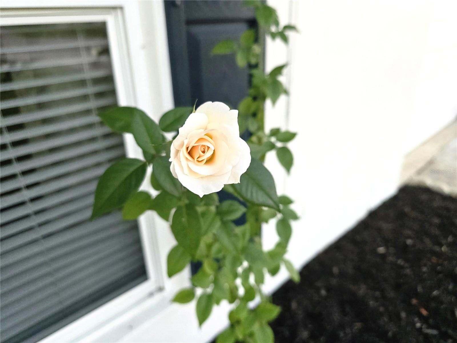 DELTONA LAKES UNIT 25 - Residential