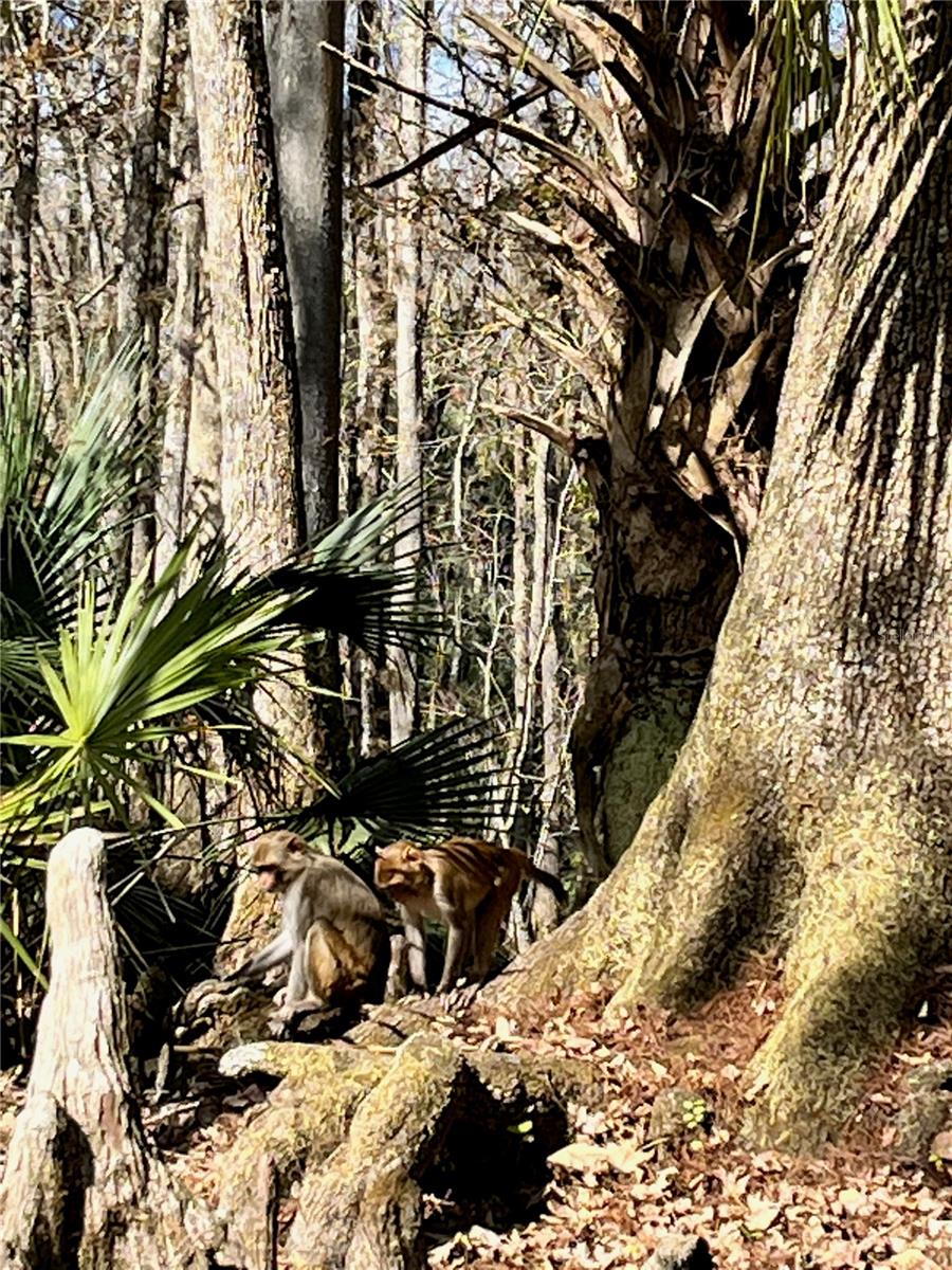 TOWN PARK AT THE WILDERNESS RV PARK ESTATES - Residential