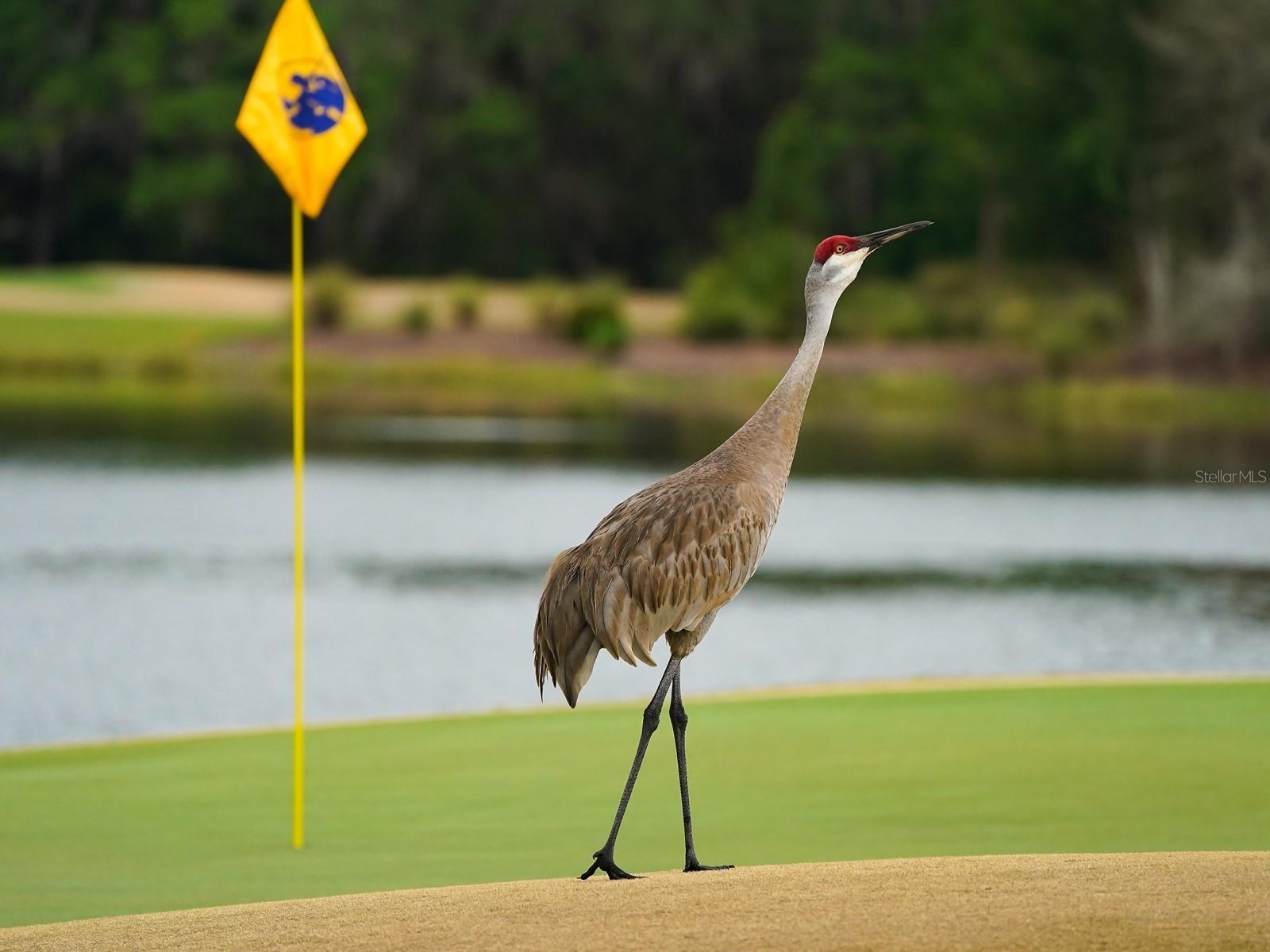 CONCESSION PH I - Residential